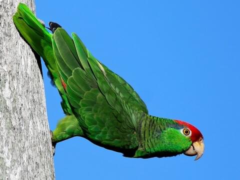 green parrot red beak