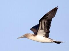 Blue-footed Booby Overview, All About Birds, Cornell Lab of