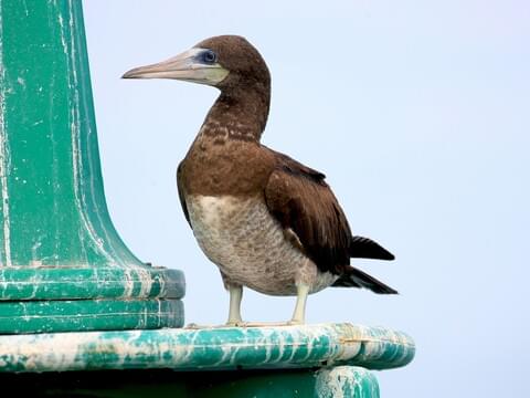 Brown Booby Overview, All About Birds, Cornell Lab of Ornithology