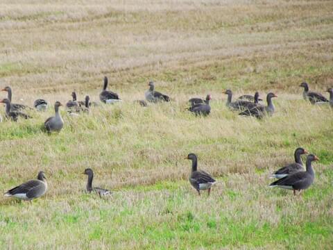 Canada goose clearance 10k 2018 europe