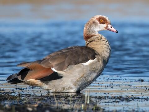 Browse by Family, All About Birds, Cornell Lab of Ornithology