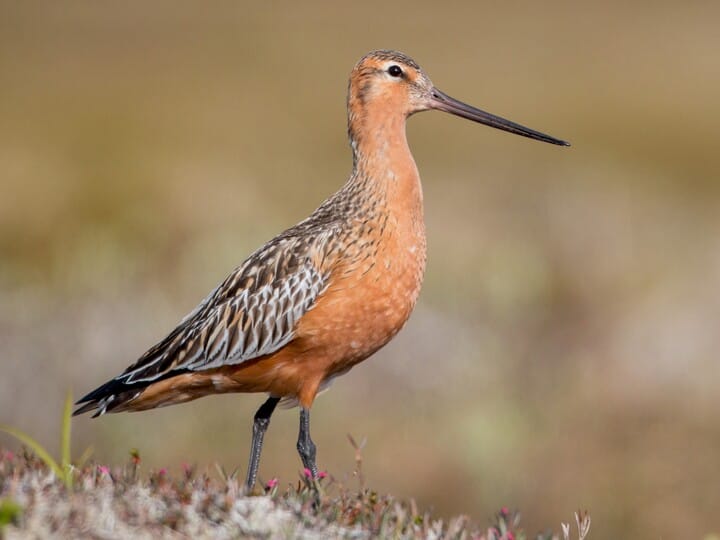 bar tailed godwit migration