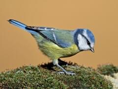 Eurasian Blue Tit Overview, All About Birds, Cornell Lab of