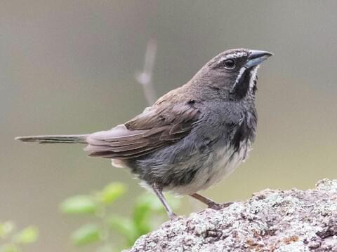 Five-striped Sparrow 