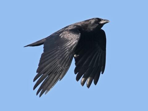 American Crow Identification, All About 