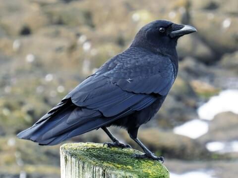 Image result for bird facts