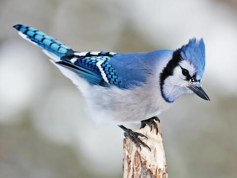 Blue Jay Identification, All About Birds, Cornell Lab of Ornithology
