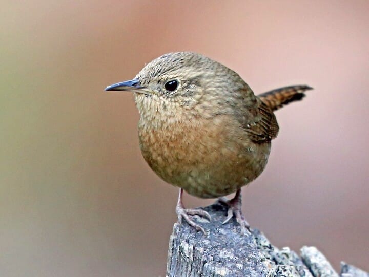 House Wren Adult/immature (Brown-throated)