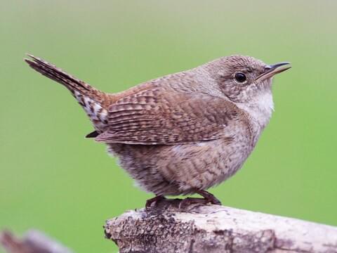 House Wren Identification, All About 