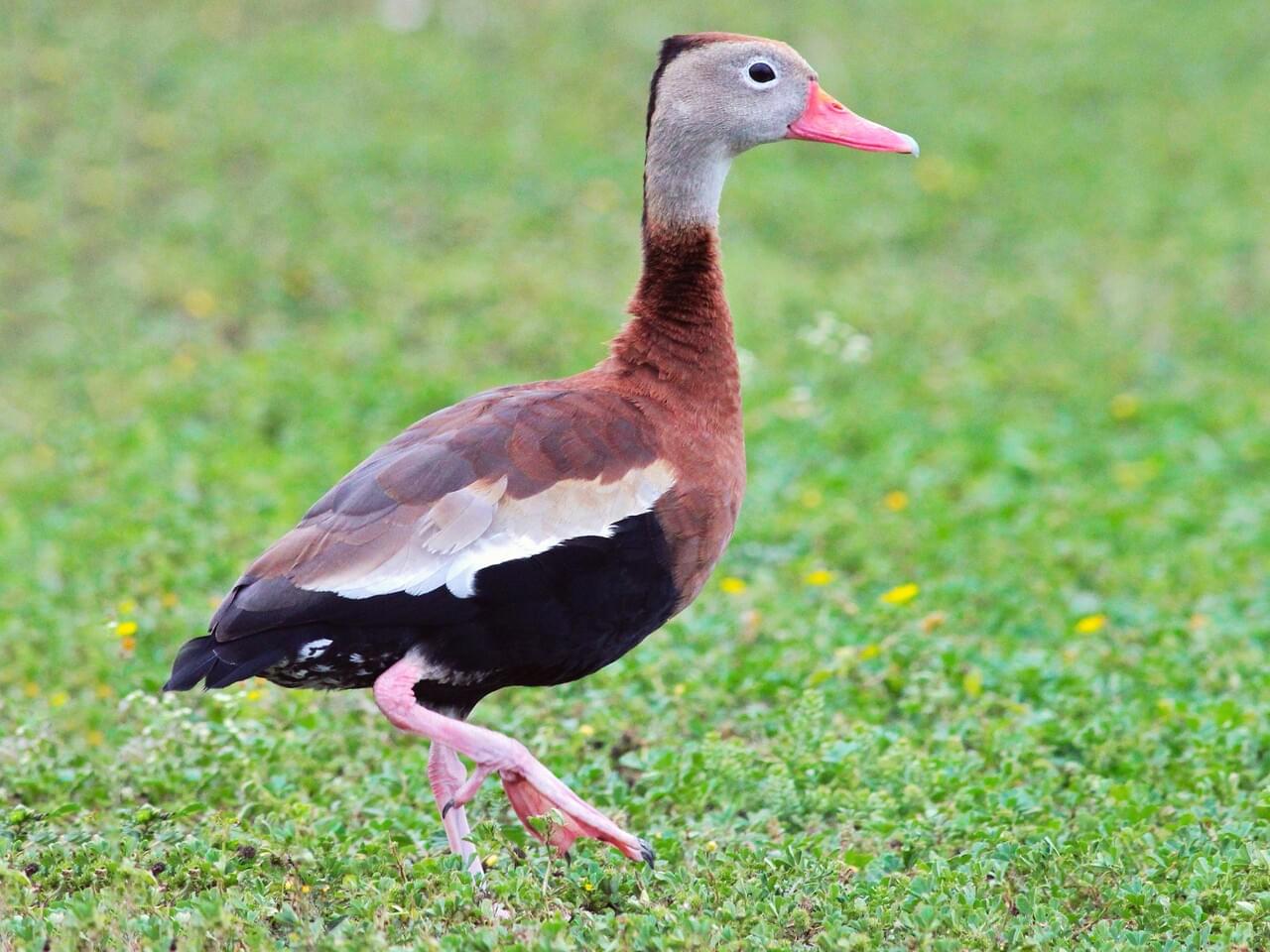 13 Types of Ducks in Texas (With Pictures) | Animal Hype (2023)