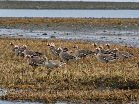 Greater White-fronted Goose Identification, All About Birds