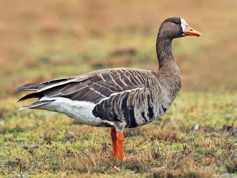 Greater White-fronted Goose Identification, All About Birds, Cornell Lab of  Ornithology