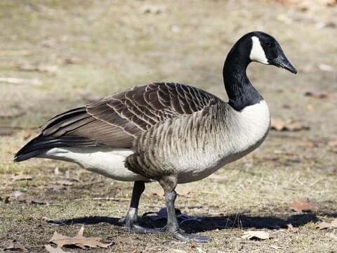 Canada Goose Identification, All About Birds, Cornell Lab of Ornithology