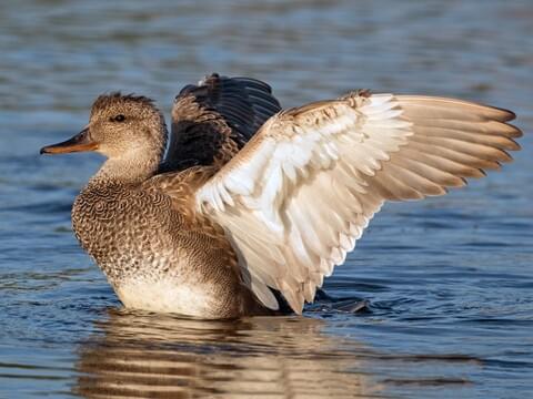 Gadwall Feathers