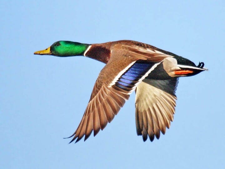 Mallard Breeding male