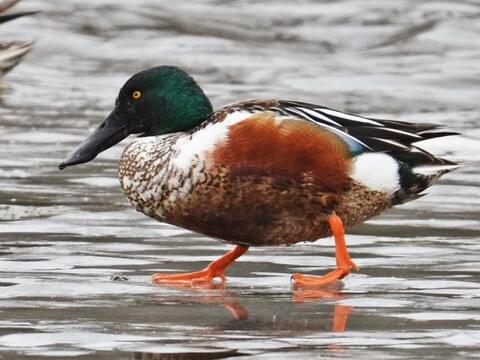 shoveler duck