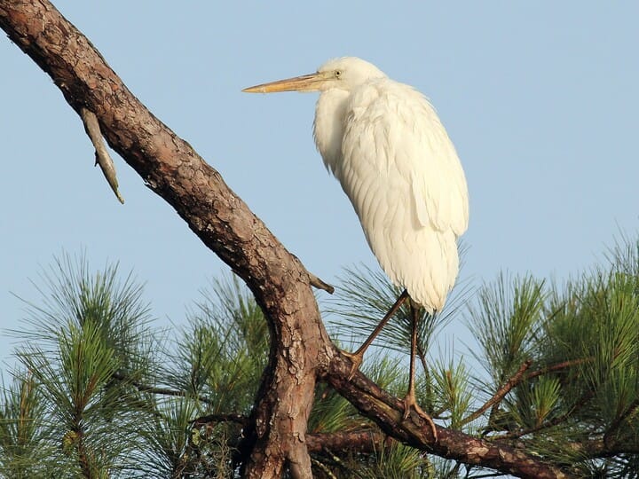 HOW TO QUICKLY TELL THE DIFFERENCE BETWEEN A SNOWY EGRET AND A GREAT EGRET  – Good Morning Gloucester