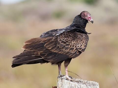 turkey vultures size