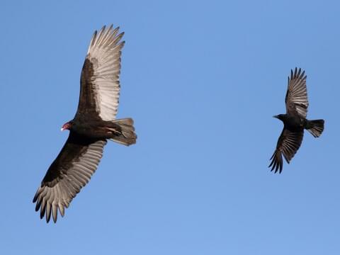 vulture vs hawk