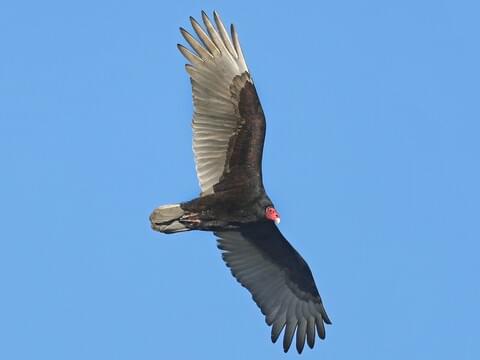 Turkey Vulture Identification, All About Birds, Cornell Lab of Ornithology