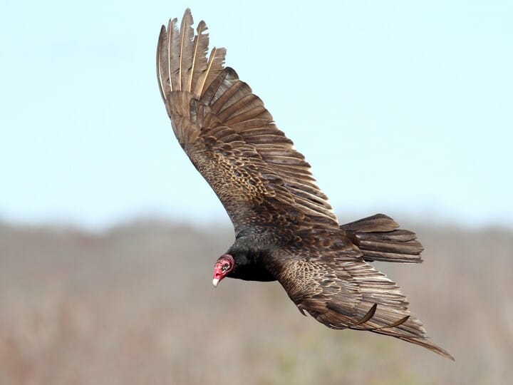 Similar Species To Golden Eagle All About Birds Cornell