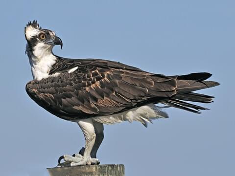 Osprey: The Fish Hawk by Angel Cher Victoria (S.E.)