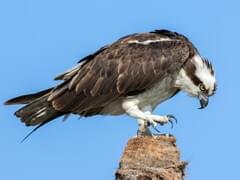 The Fish Hawk: Osprey (Northword Wildlife Series): Carpenteri, Stephen D.:  9781559715904: : Books