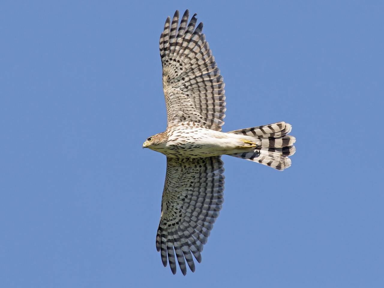 Cooper's Hawk Immature