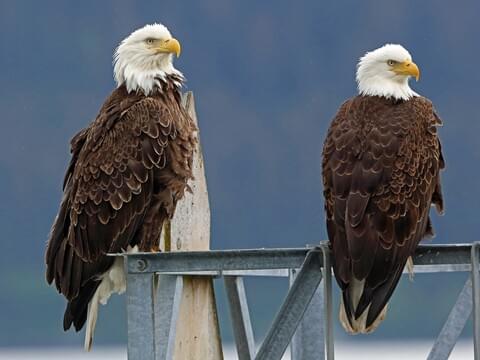 bald eagle head coloring