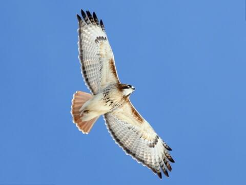 red tailed hawk wings