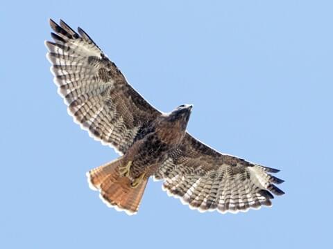 Image result for red tail hawk