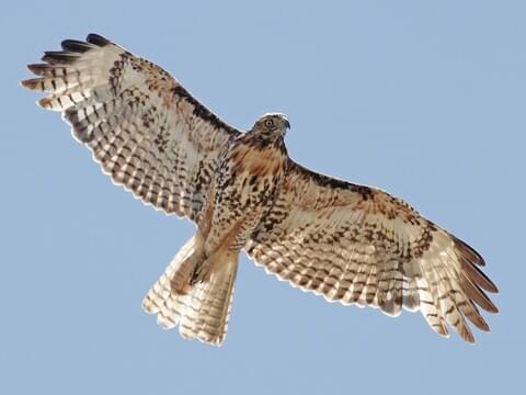 red tailed hawk wings