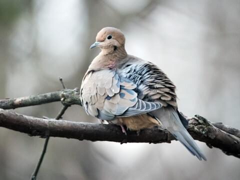 male mourning doves