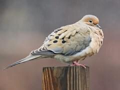 Two mourning doves have been visiting for food and I want to give them a  nest. Is this suitable? Is pillow stuffing/polyfil harmful to birds? (Info  in comments) : r/Ornithology