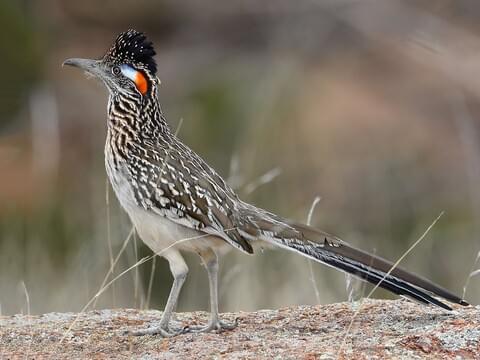 Greater Roadrunner Identification All About Birds Cornell Lab Of Ornithology