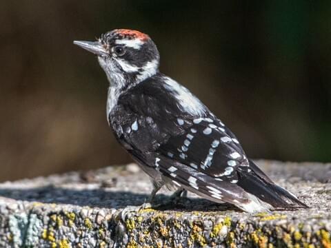 female and male downy woodpecker