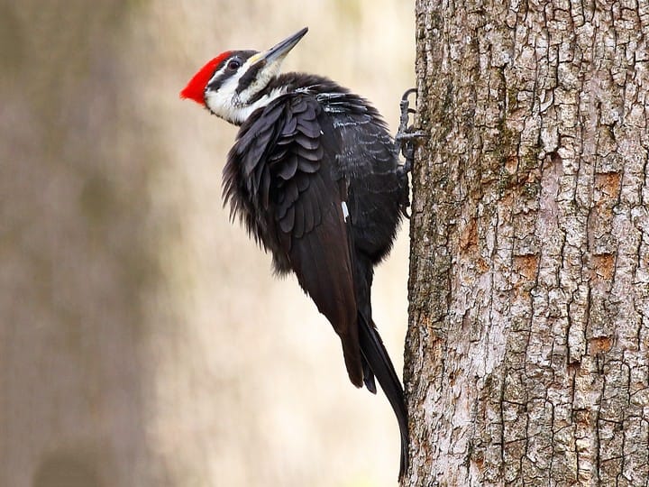 Pileated Woodpecker Female