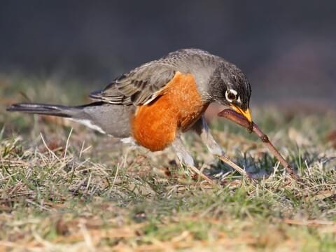 How to Identify an American Robin - Birds and Blooms