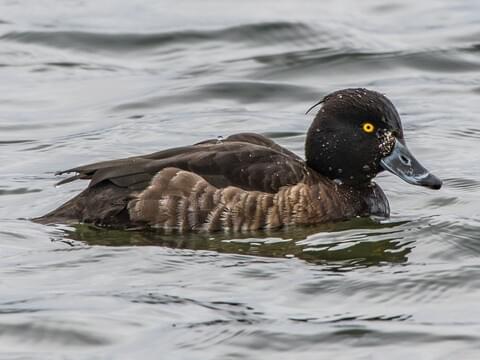 Ducks Browse by Shape, All About Birds, Cornell Lab of Ornithology