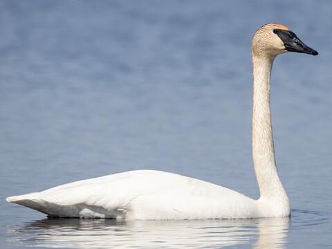 Trumpeter Swan Adult