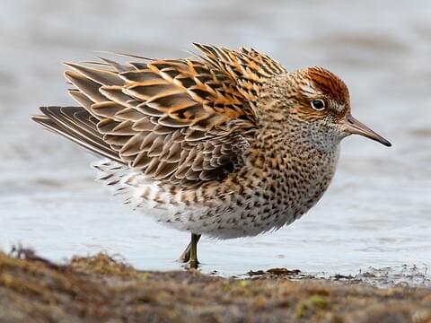 Sharp-tailed Sandpiper Breeding adult