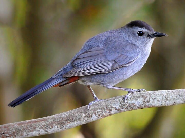 Gray Catbird Adult