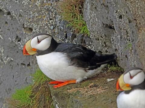 Horned Puffin Identification, All About Birds, Cornell Lab of