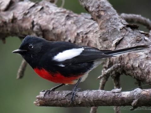 painted redstart