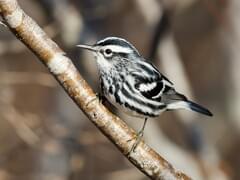 Black-and-white Warbler Identification, All About Birds, Cornell