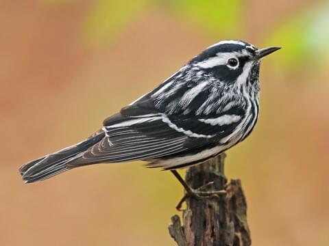 Black-and-white Warbler Identification, All About Birds, Cornell Lab of  Ornithology