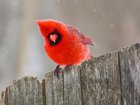 cardinal bird pictures