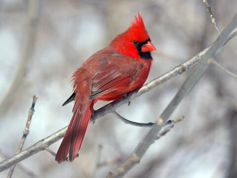 Northern Cardinal Identification, All About Birds, Cornell Lab of  Ornithology