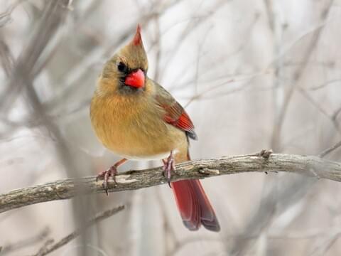 red with orange beak bird