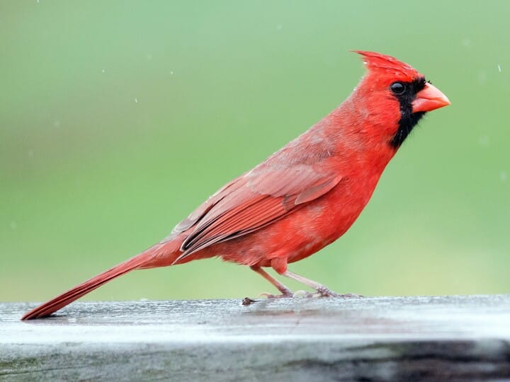 Cardinals in Different Regions Could Actually Be Distinct Species